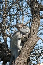 Grüne Meerkatzen (66 von 67).jpg